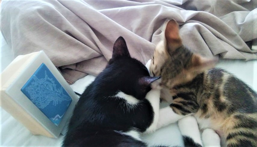猫f2f (2) 猫f2f (2)